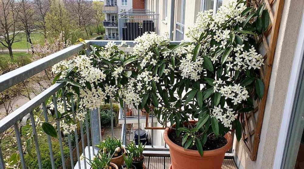 pnącza zimozielone - powojniki 