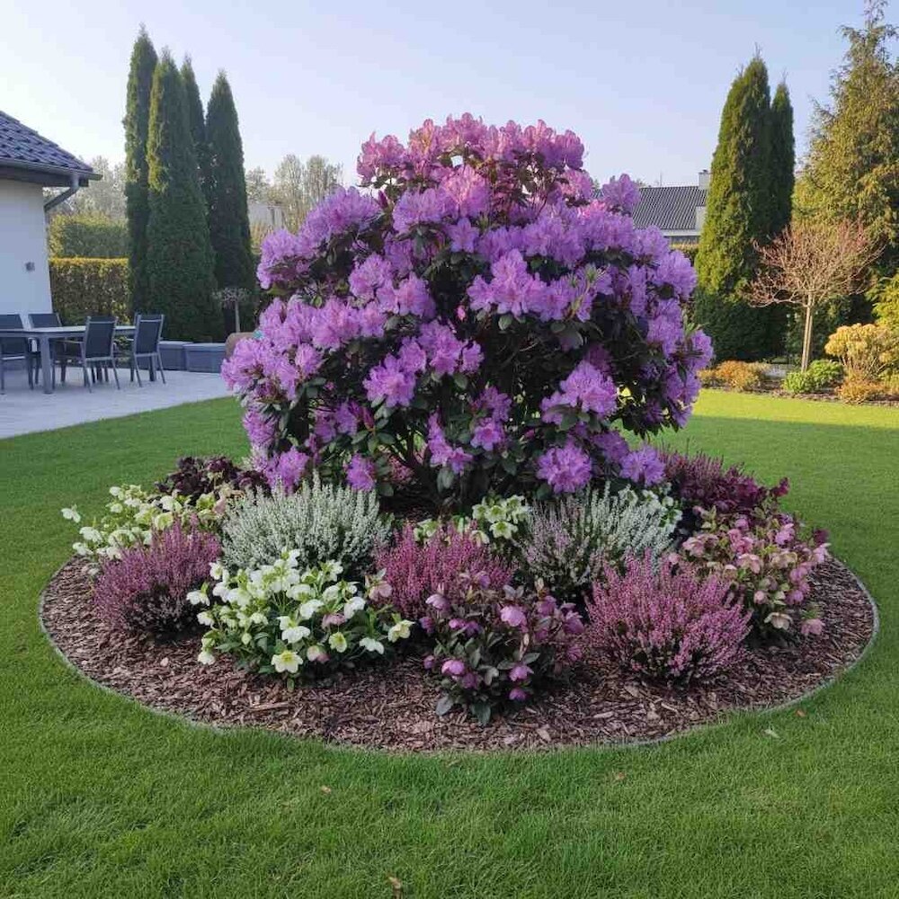 wrzosy i rododendron na rabacie w ogrodzie rabata z rododendronem i wrzosami