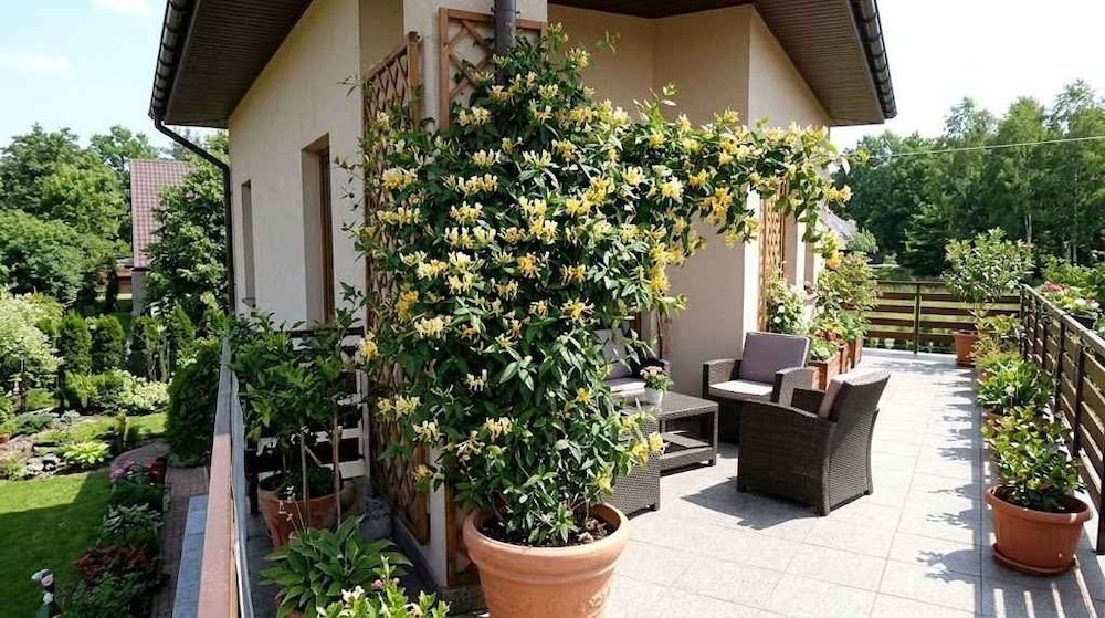 wiciokrzew na tarasie przy domu 