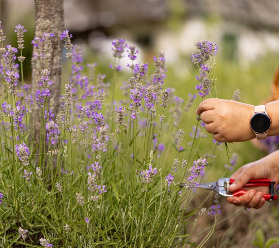 Lawenda – kiedy przycinać? Optymalny termin cięcia