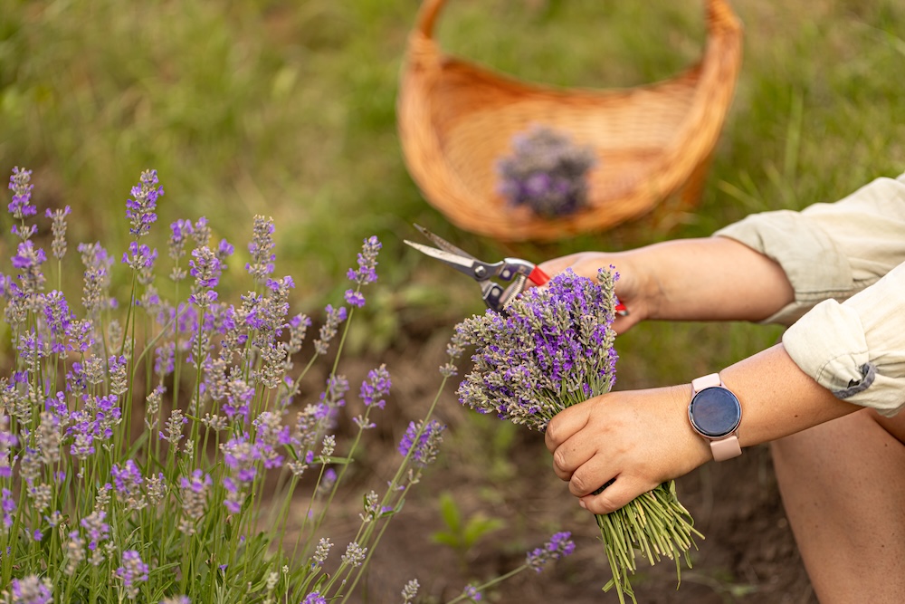 lawenda kiedy przycinać w gruncie 