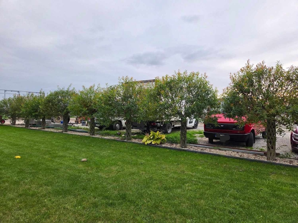 wierzba pleciona po latach w gruncie /