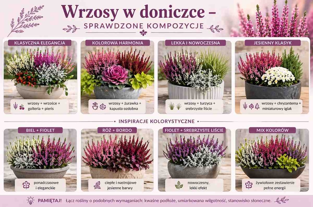 wrzosy w doniczce - kompozycje z innymi roślinami 