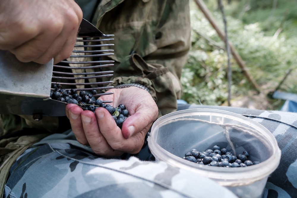 zbieranie jagód nabieraczką zbieranie jagód grzebieniem
