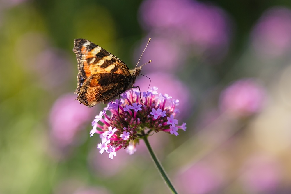 motyl siedzący na kwiatach werbeny motyl na kwiatach werbeny